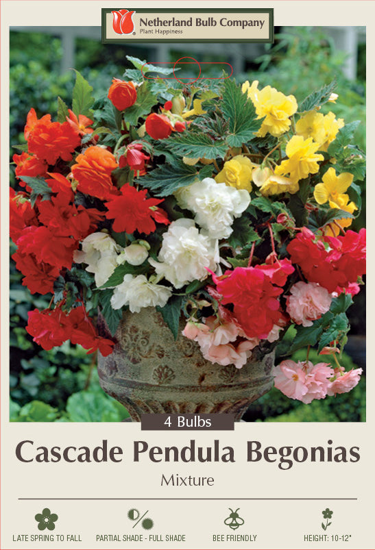 Netherland Bulb Company Begonia Cascade Pendula 'Mixture' Concord, NH