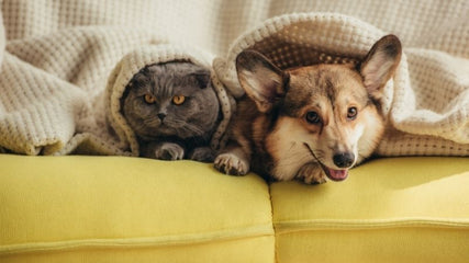 Pet