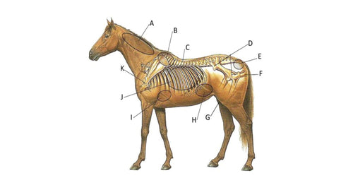 Body Condition Scoring Your Horse