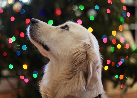 Keeping Your Furry Friends Safe During the Holidays