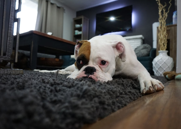5 Household Items That Could Harm Your Pets