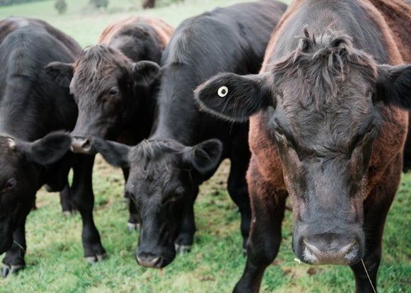 Help Your Livestock Adjust to the Changing Seasons