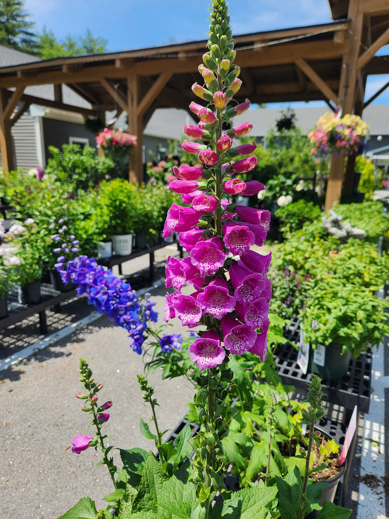 A hot pink foxglove plant.