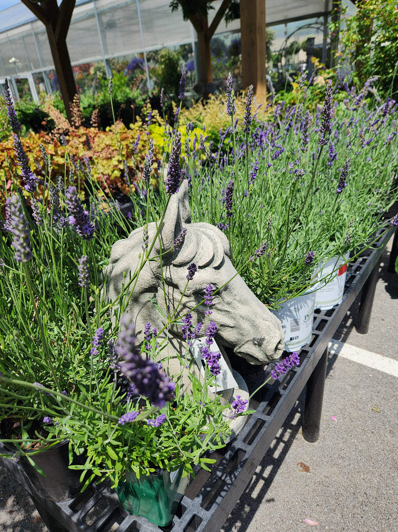 A horse head statue surrounded by our selection of lavender plants.