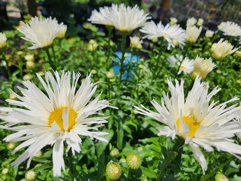 Shasta daisy plants from Proven Winners.