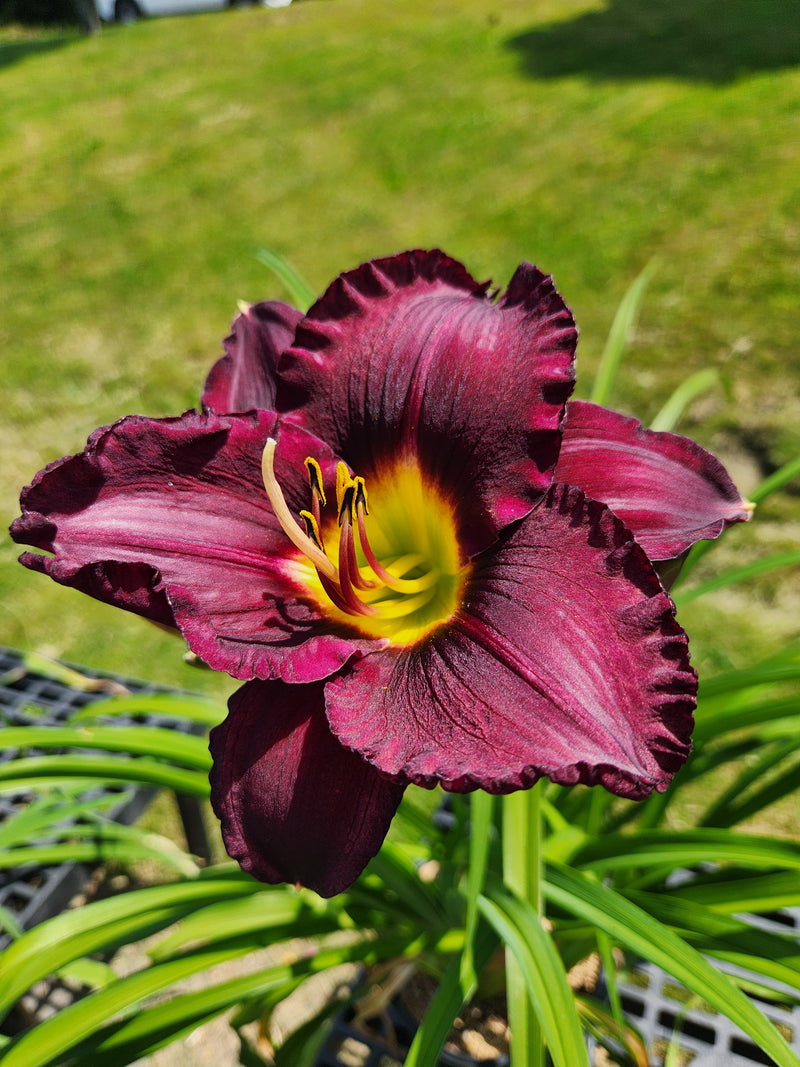 A deep wine-colored daylily with a yellow interior.