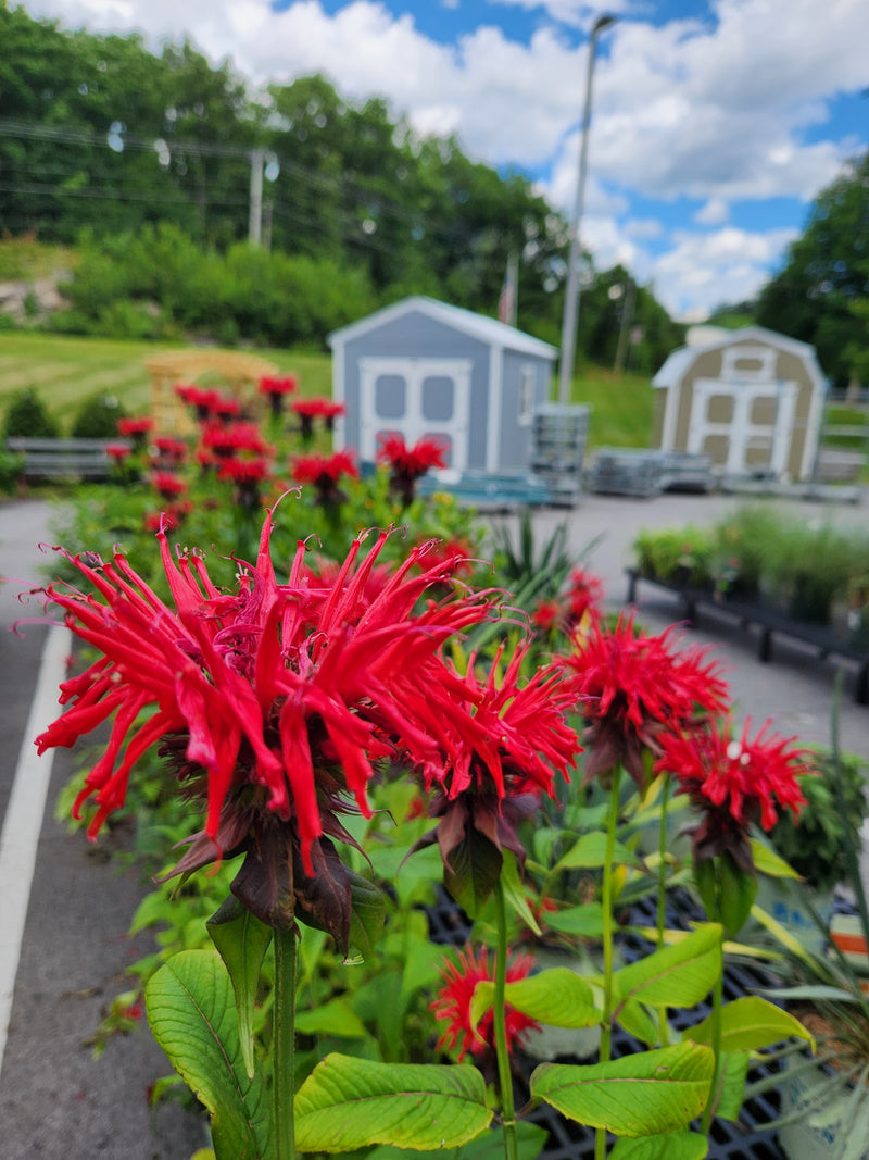 A display with our selection of Scarlet beebalm plants in the forefront and blurred sheds in the background.