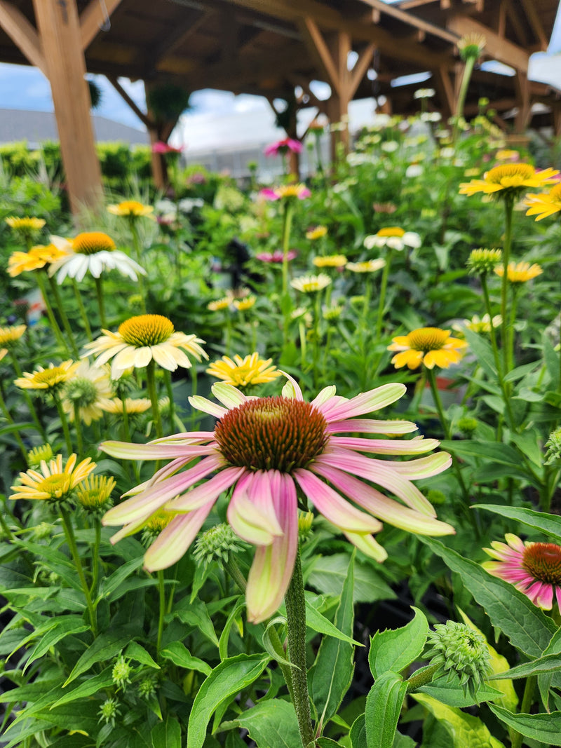 Our large selection of cone flowers in shades of yellow, white, and pink.