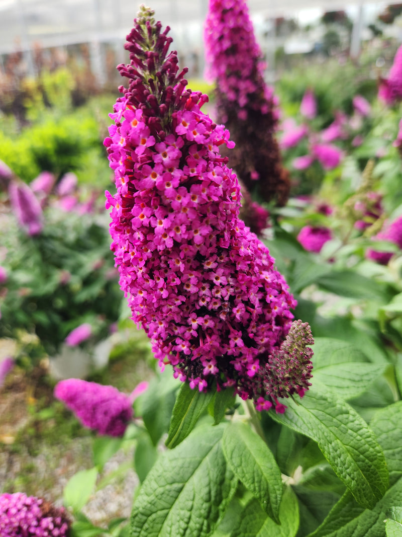 A few pinkish-purply Buddleja plants.