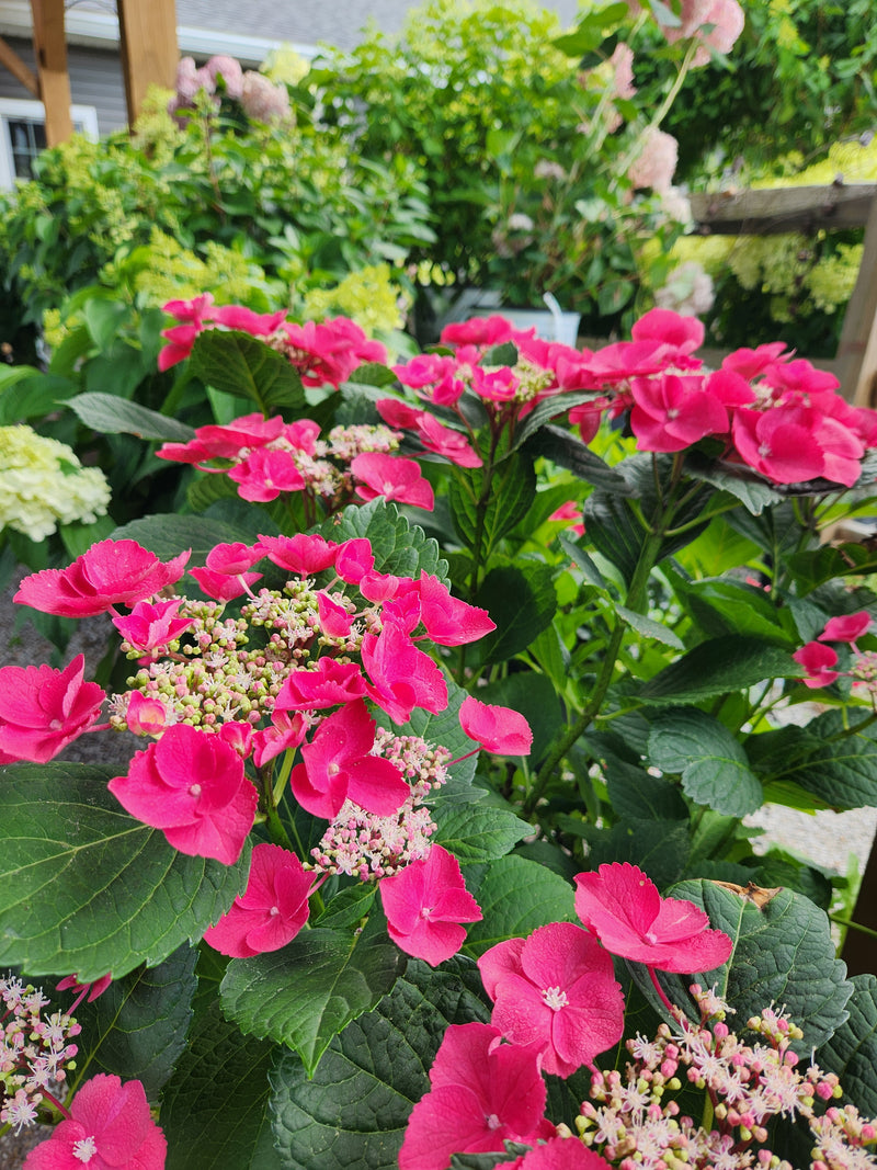 A cheery explosion hydrangea. 