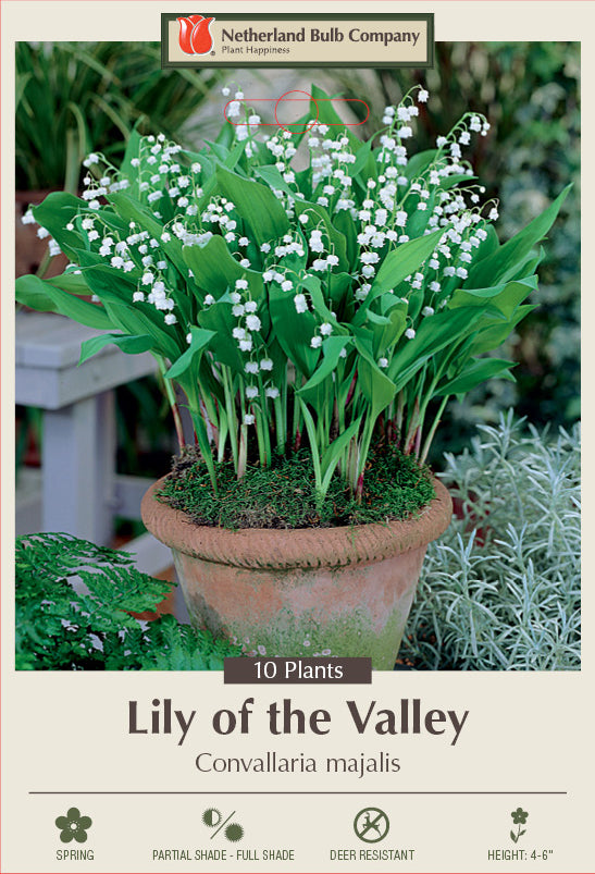 Netherland Bulb Company Lily of the Valley