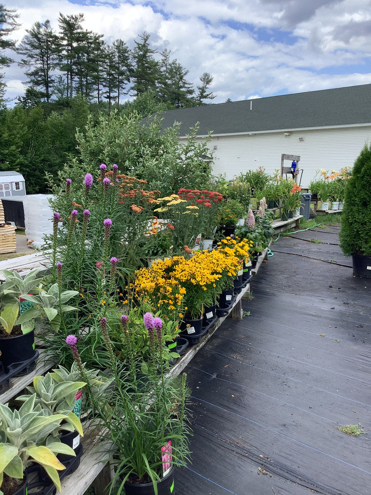 A display filled with plants such as dense blazing star, tickseed, and more.