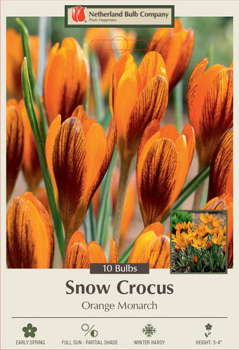 Netherland Bulb Company Orange Monarch Snow Crocus