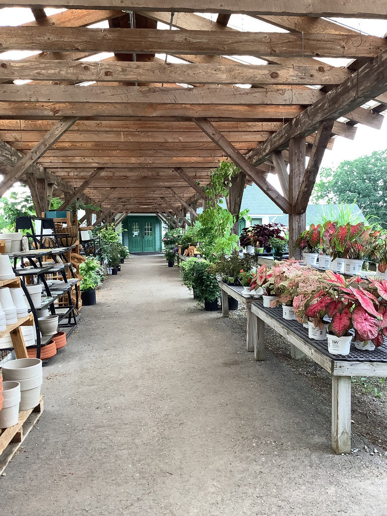 View of our nursery under our pavilion, with a small selection of plants including caladiums on the right and flowerpots on the left.