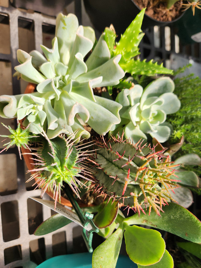 Various green cacti and succulents in a single pot.