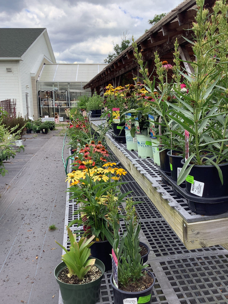 A small selection of our plants, including coneflowers in shades of yellow and orange.