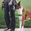 PetSafe Deluxe Easy Walk Green Apple & Black Dog Harness