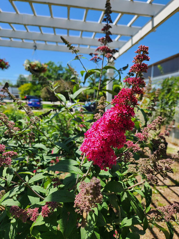 A vibrant pink butterfly bush.