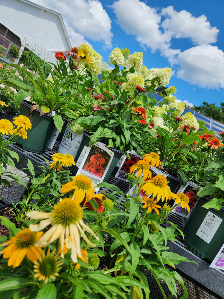 Foreground display of coneflowers in golden yellow, pale yellow, orange, red, and light purple, with hydrangeas faintly visible in the background.