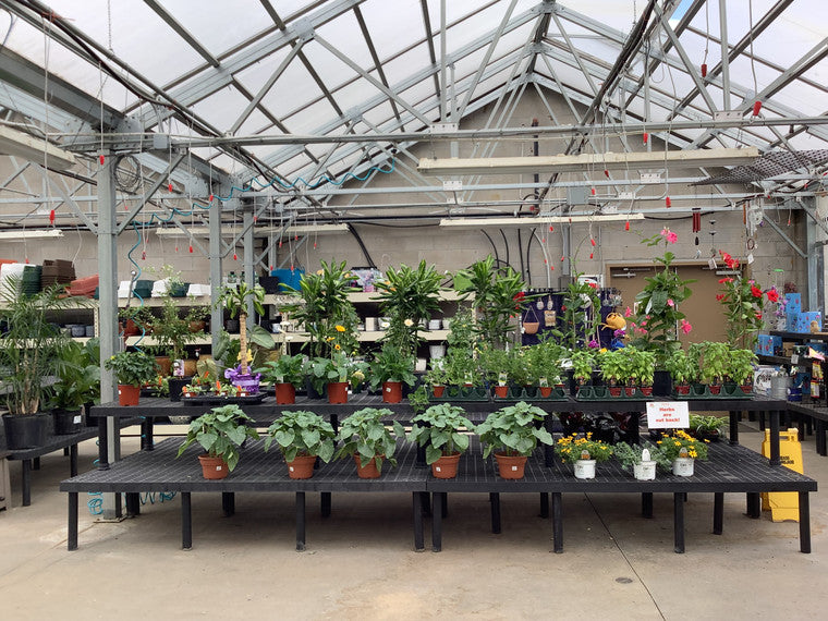 Display of assorted plants in our nursery.