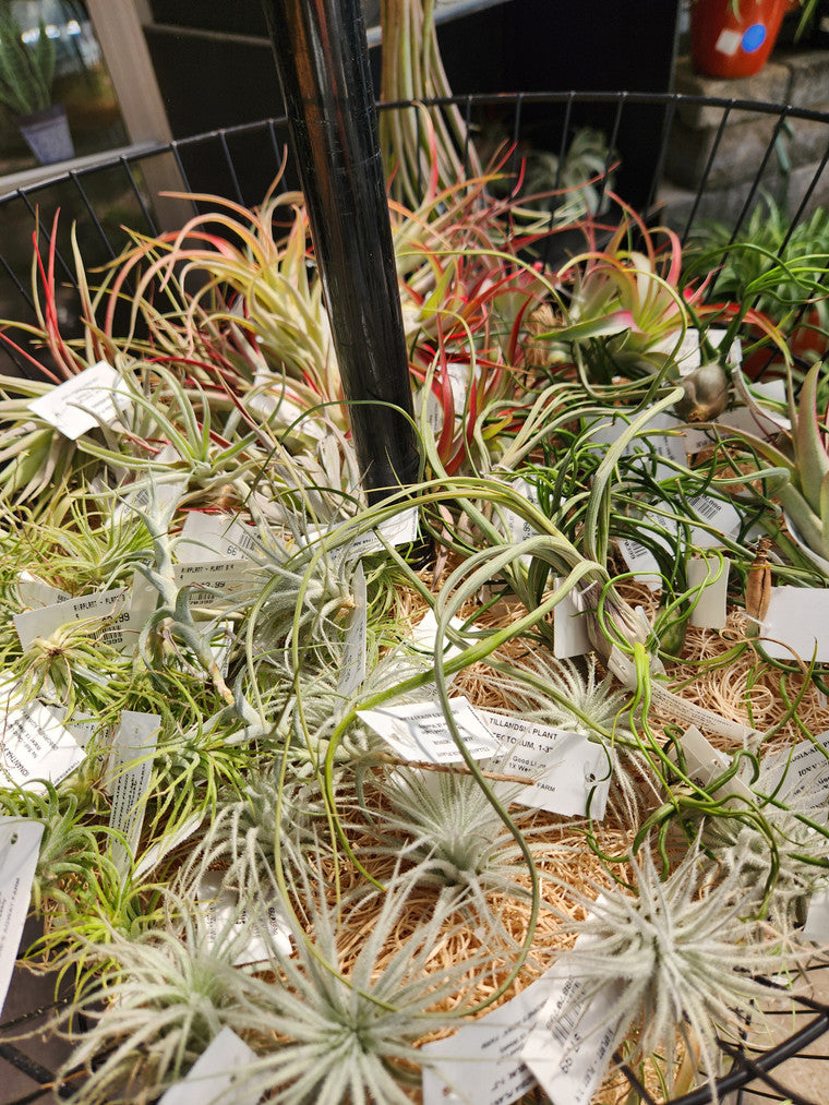 Display of various Tillandsia tectorum plants ready for picking.