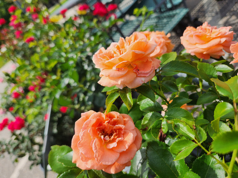 Close-up of a pinkish-orange rose bush with blurred dark pink roses in the background.