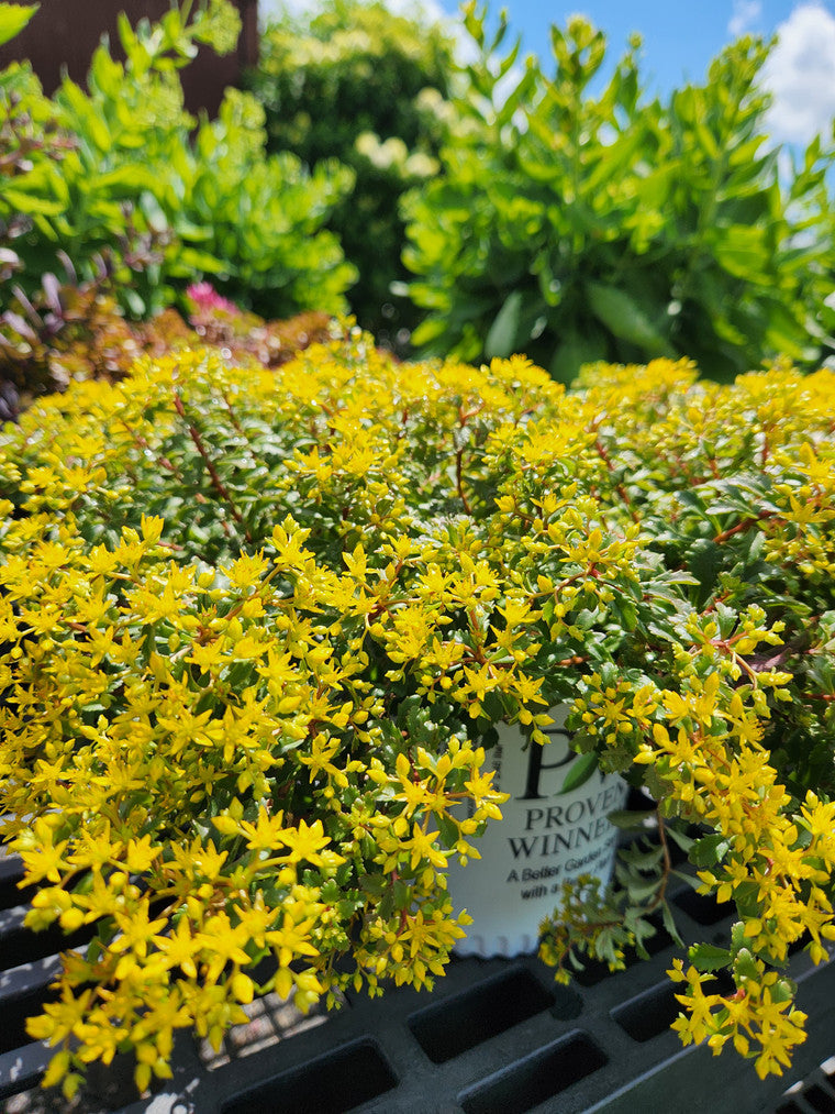 A 'Rock 'N Low Yellow Brick Road' plant from Proven Winners.