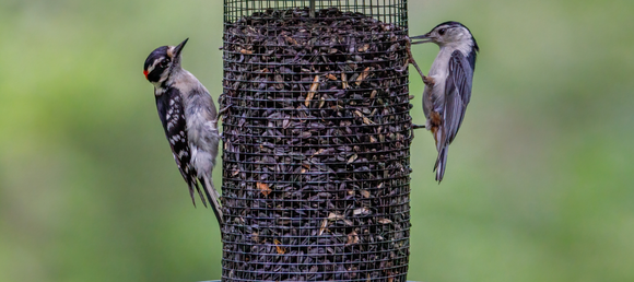 Two birds perched on opposite sides of a hanging bird feeder, suspended in the air with no visible support.