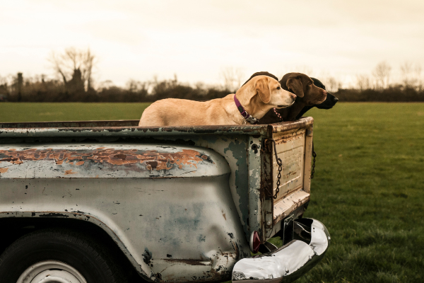 dogs in pickup truck