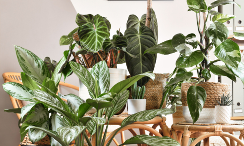 Various houseplants displayed on a tables.