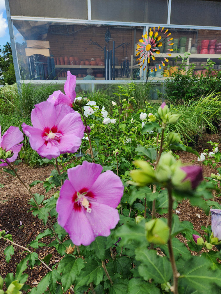 A hibiscus plant is the focus with a colorful metal garden windmill behind the flowers and shelves filled with flowerpots in the far background.