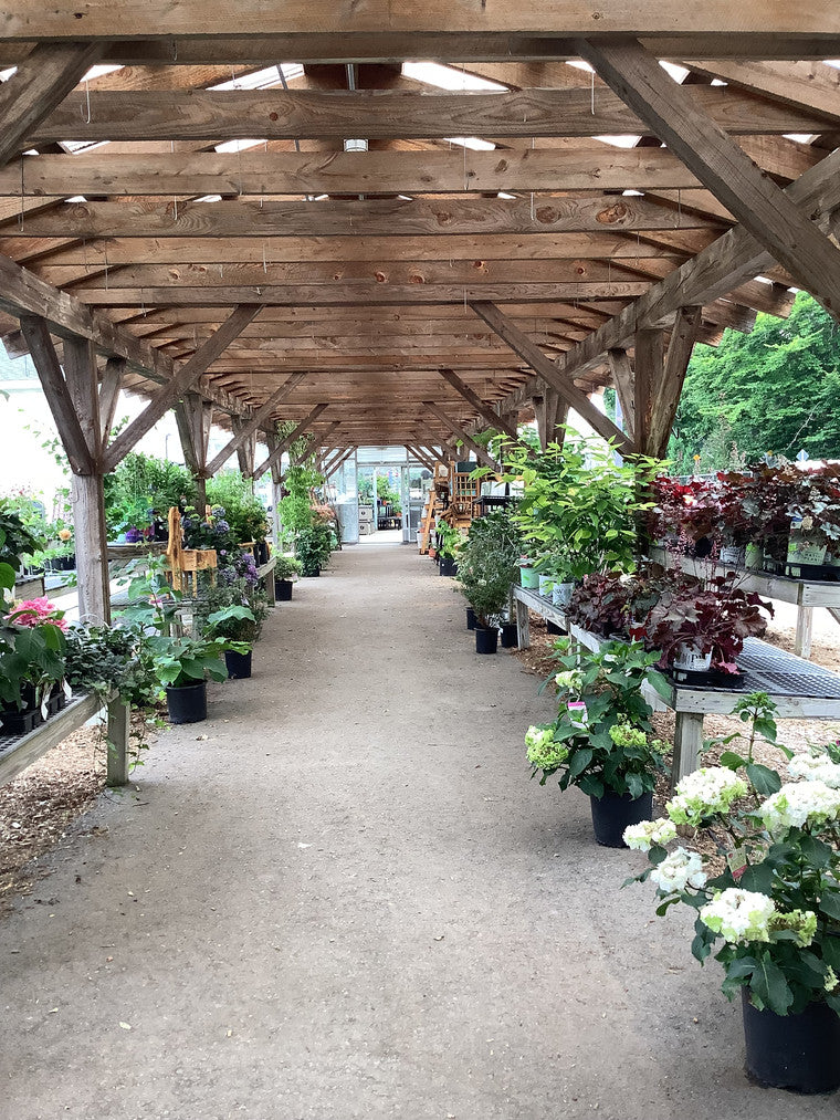 View down our nursery showcasing various plants under our pavilion.