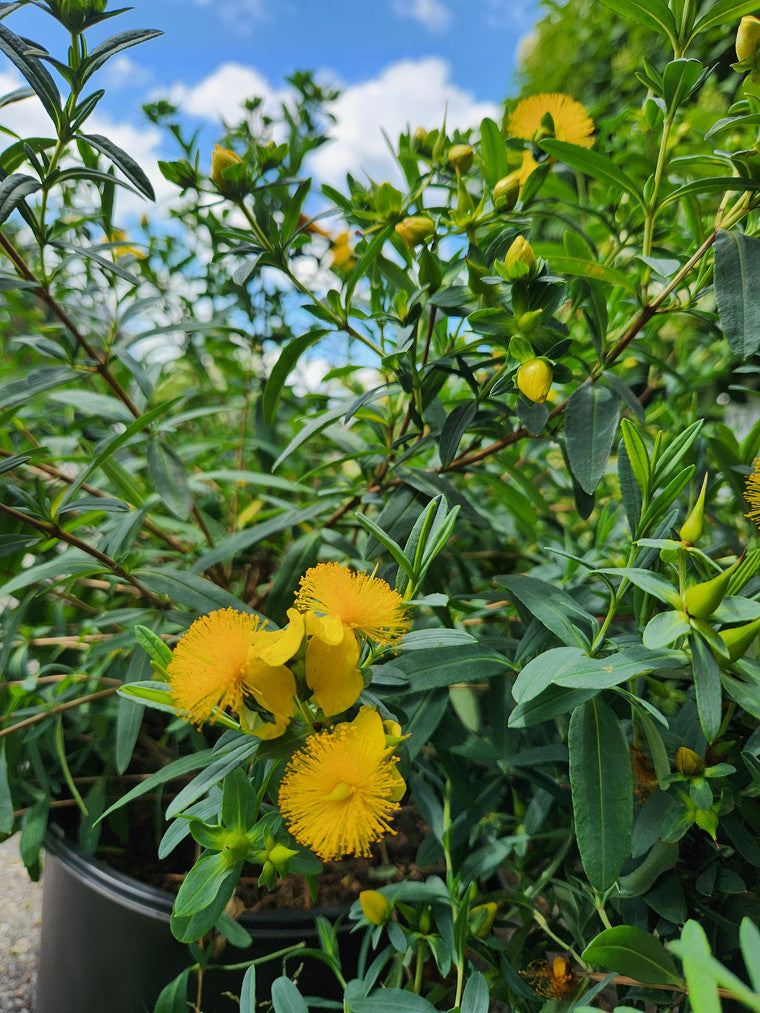 Several St. John's-wort plants lined up in our nursery.