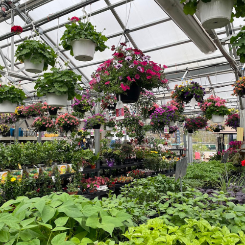 Greenhouses Concord, NH Hooksett, NH Belmont, NH Osborne's Farm