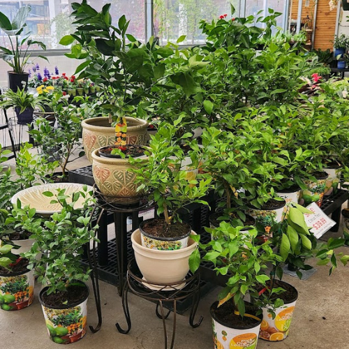 Greenhouses Concord, NH Hooksett, NH Belmont, NH Osborne's Farm