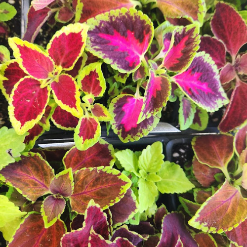 Greenhouses Concord, NH Hooksett, NH Belmont, NH Osborne's Farm