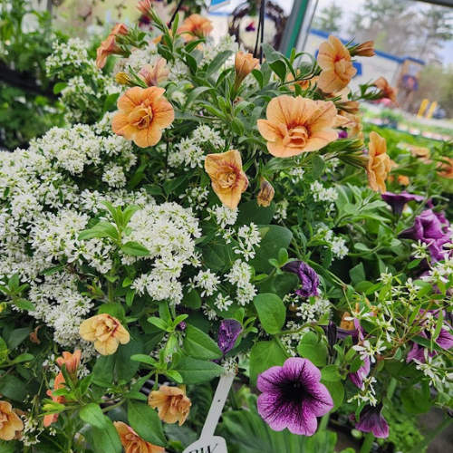 Greenhouses Concord, NH Hooksett, NH Belmont, NH Osborne's Farm