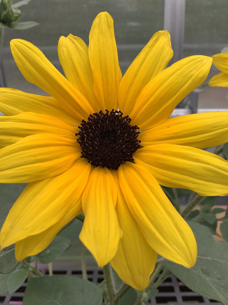 A vibrant Black-eyed Susan.