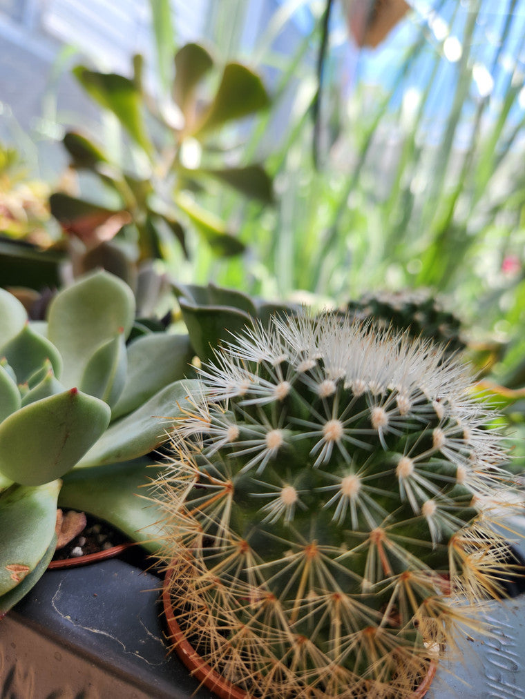 Close-up of a cactus and succulent with blurred background plants.