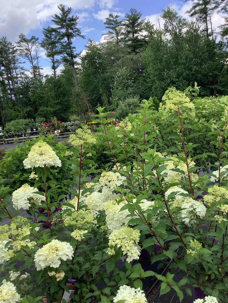 Multiple off-white Panicled hydrangea plants.