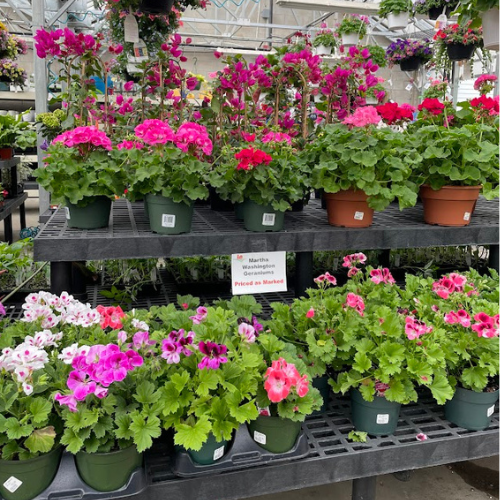 Greenhouses Concord, NH Hooksett, NH Belmont, NH Osborne's Farm