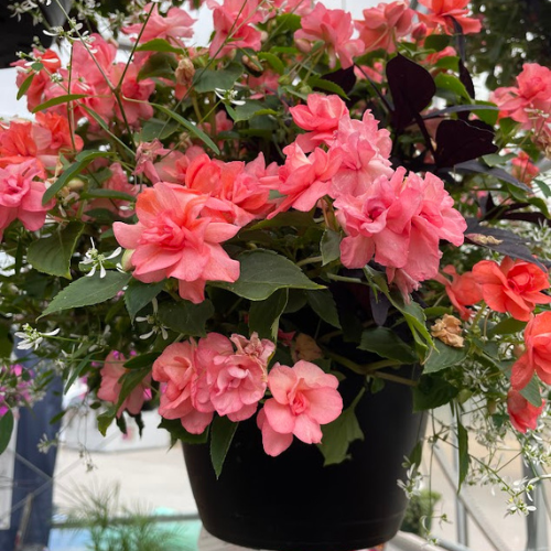 Greenhouses Concord, NH Hooksett, NH Belmont, NH Osborne's Farm