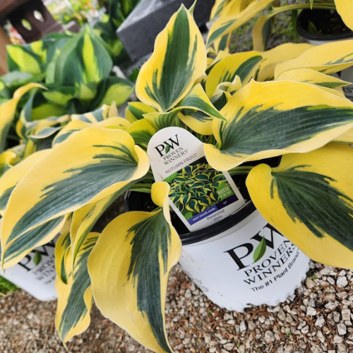 Greenhouses Concord, NH Hooksett, NH Belmont, NH Osborne's Farm