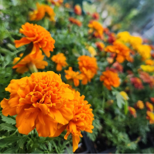 Greenhouses Concord, NH Hooksett, NH Belmont, NH Osborne's Farm