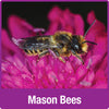 Nature's Way Better Gardens Farmhouse Bee Home