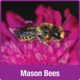 Nature's Way Better Gardens Farmhouse Bee Home