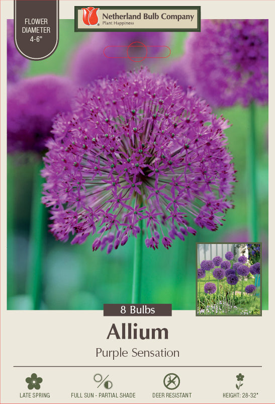 Netherland Bulb Company Allium 'Purple Sensation'