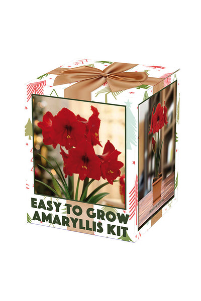 Netherland Bulb Company Amaryllis Galaxy - Concord, NH - Hooksett