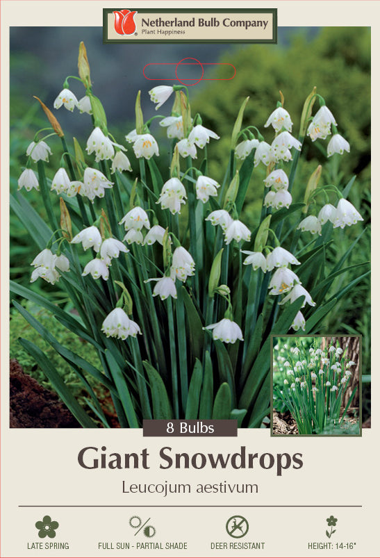 Netherland Bulb Company Giant Snowdrop