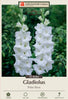 Netherland Bulb Company Gladiolus 'Polar Bear'